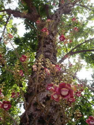 Unbekannter Baum mit tollen Blten