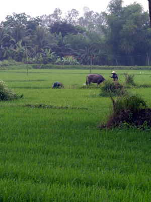 on the road...kurz vor Hoi An