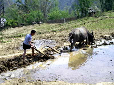 Trekking Tour Sapa