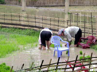 Reisbauern in Ban Ho